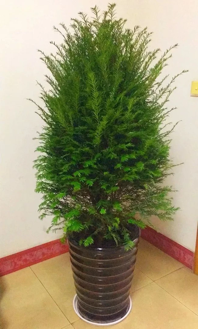 红豆杉大树苗观叶植物四季常青老桩造型庭院别墅花卉盆栽