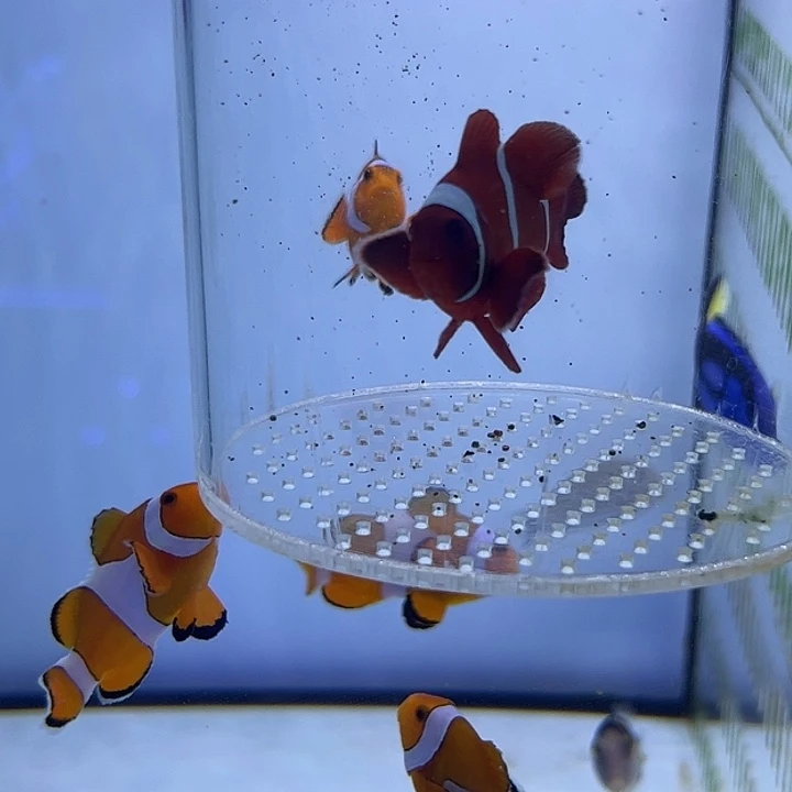 海水鱼透过90 西瓜刨65 运费20