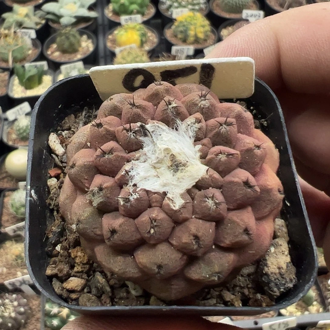 951实生蜥蜴皮111