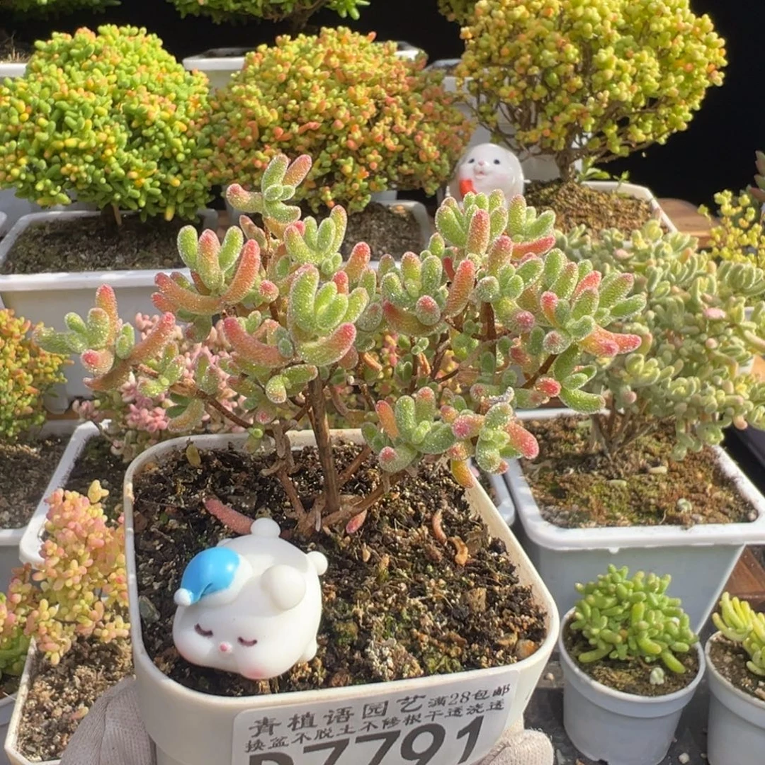 D7791冰晶杂红叶枝干