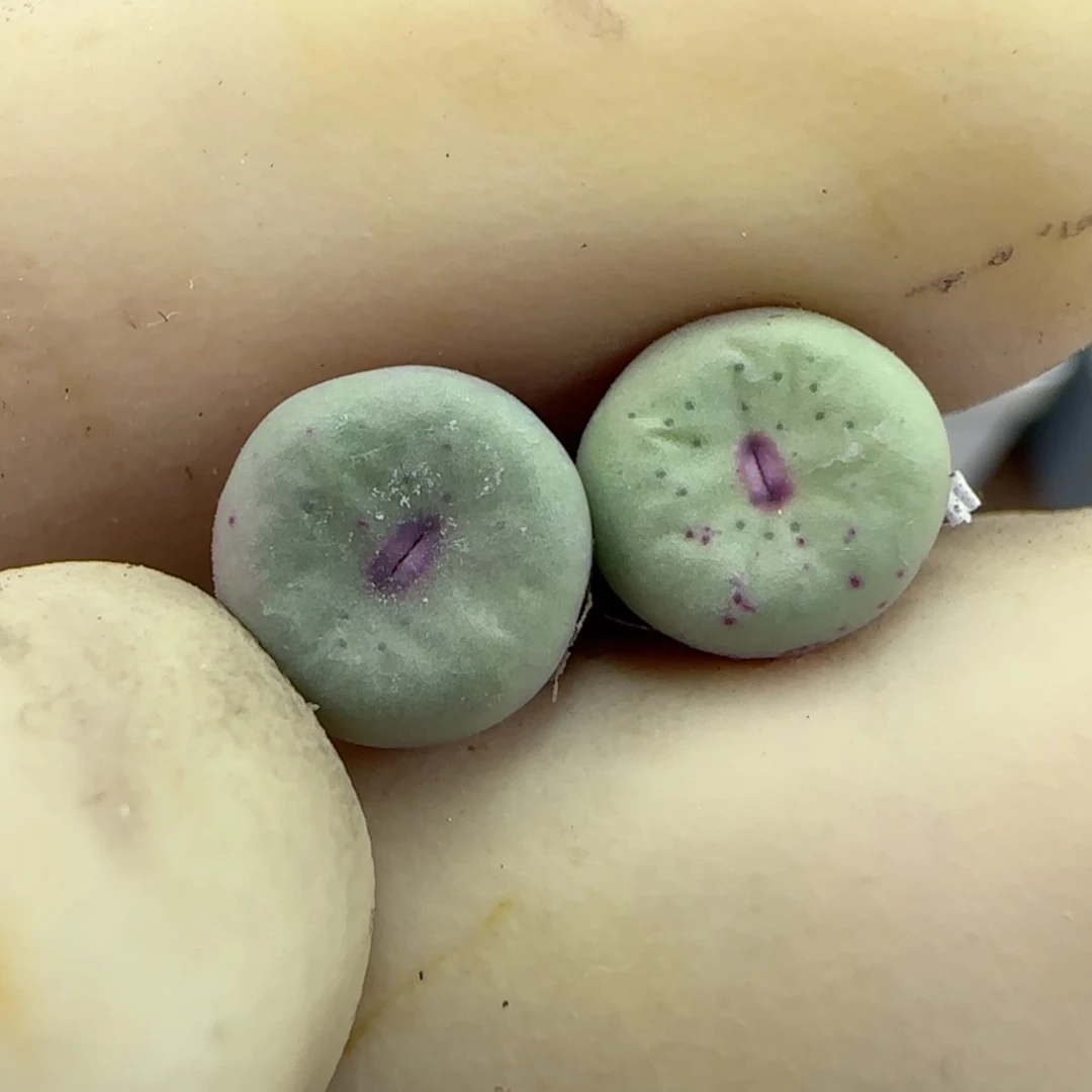 315园艺优选红嘴1380