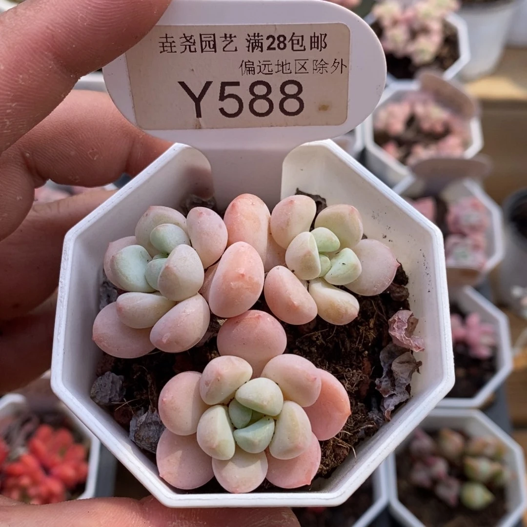 0588玉如意4.0厘米