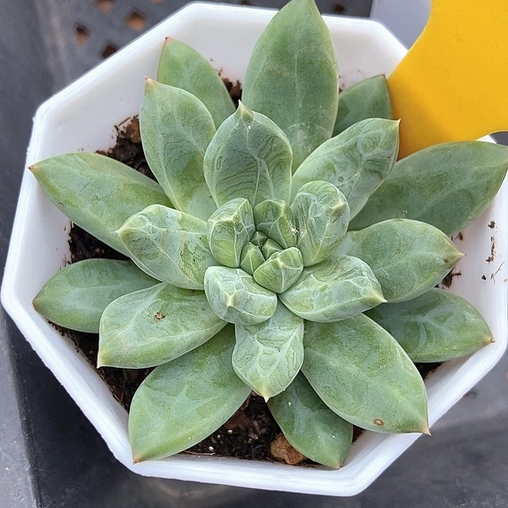 多肉植物雨花石2016