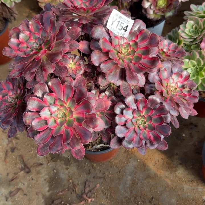 154丽娜官服官服30左右2