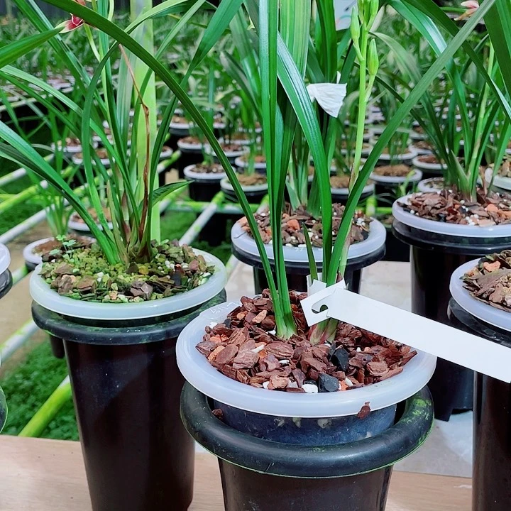 大部分花苞少量开放国魂带花苞