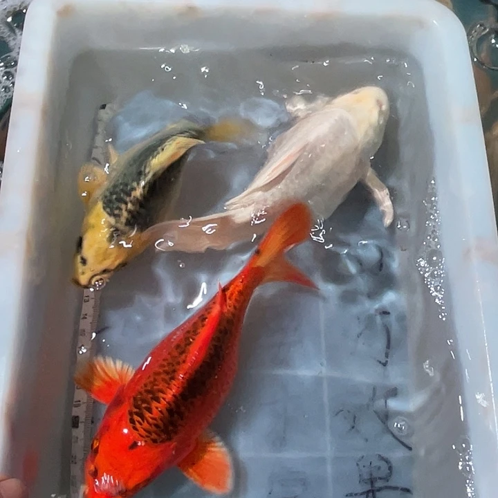 蝴蝶鲤鱼渔场直发13