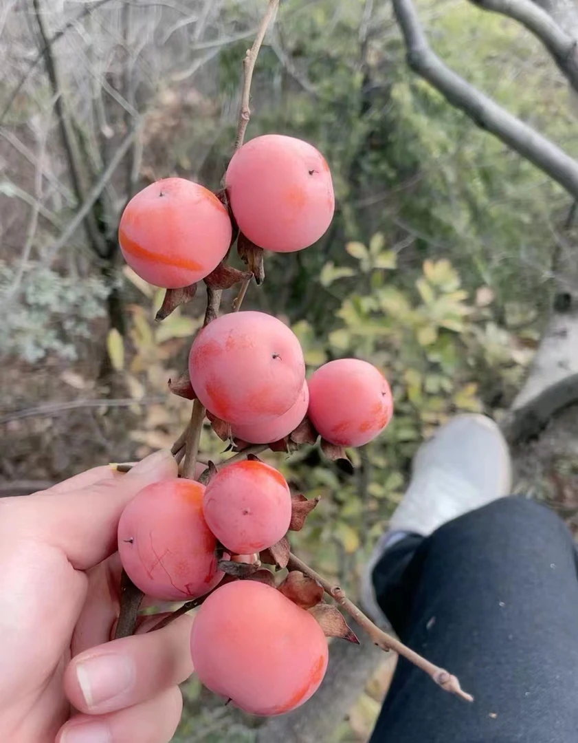 老鸦柿，梦之雫籽播苗，裸根保湿发货