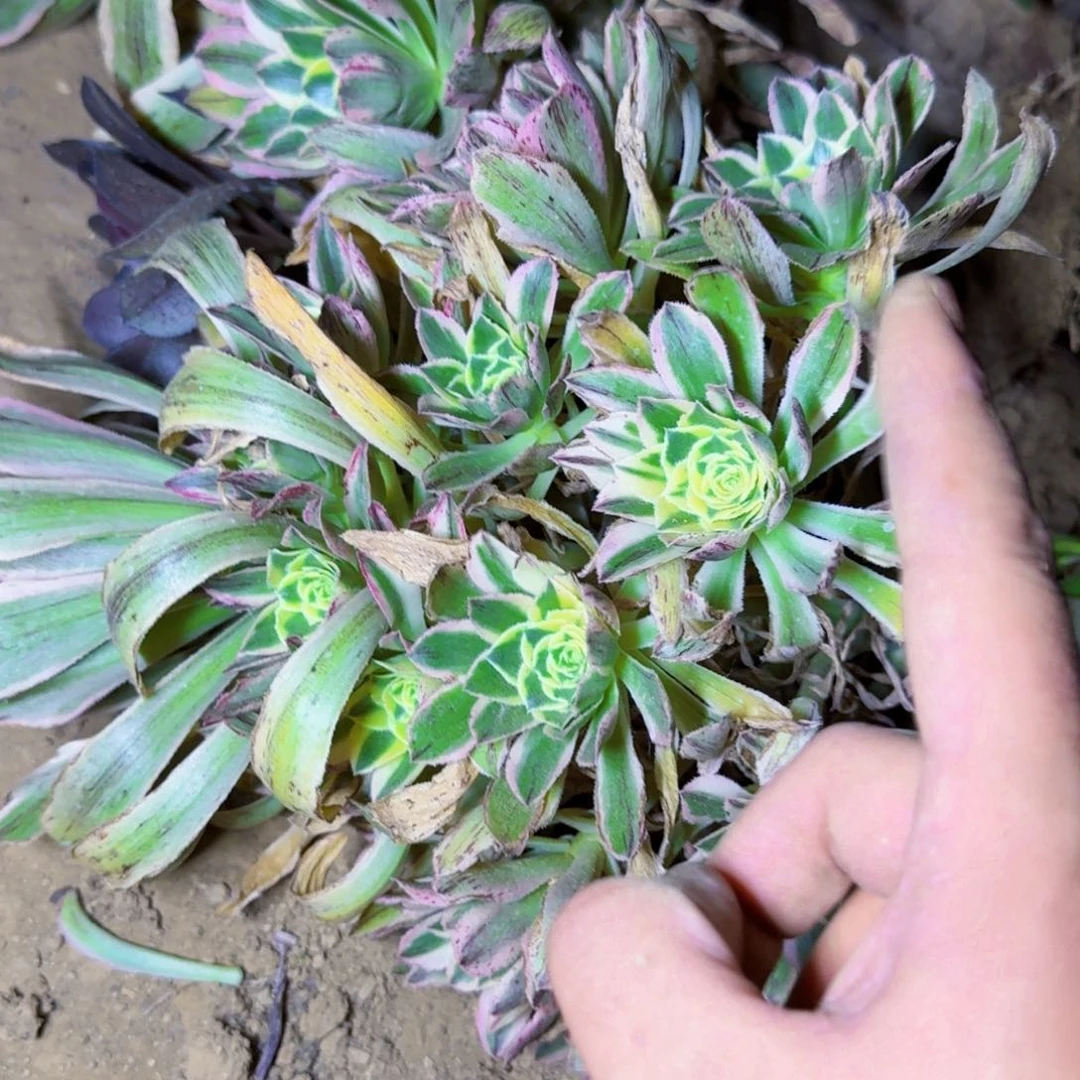 精品白兰地满20包邮