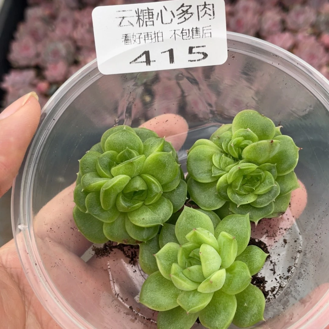 云糖心多肉植物415