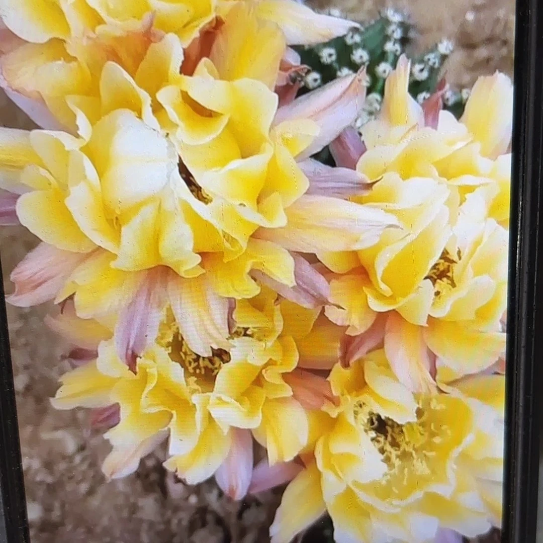 依然彩侧牙20包邮10