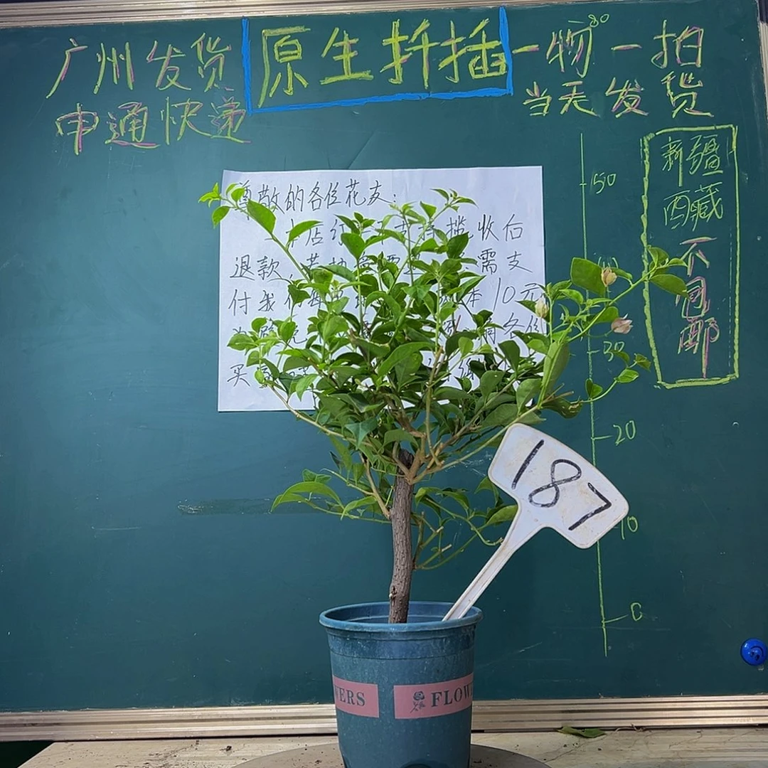 当前无花栽培后可以开花粗杆 雪紫187