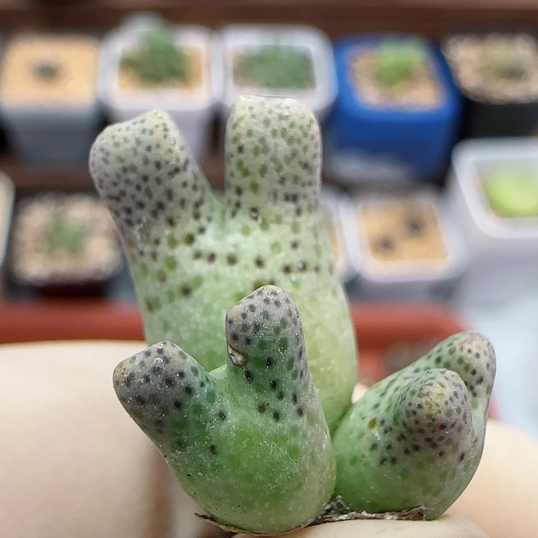 732编号711-59鹿角