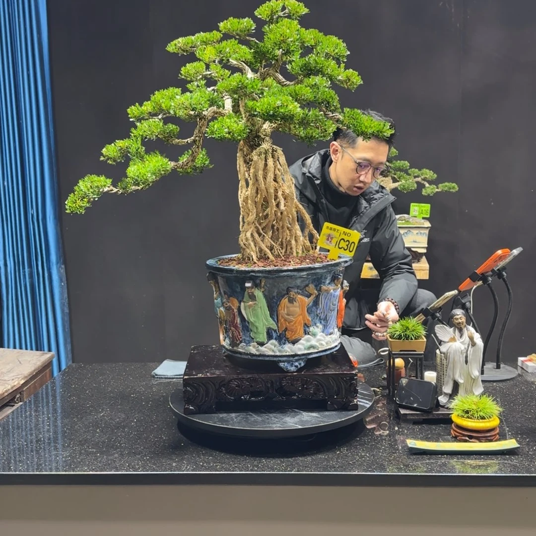 以实际为准黄杨室内室外盆景艺术