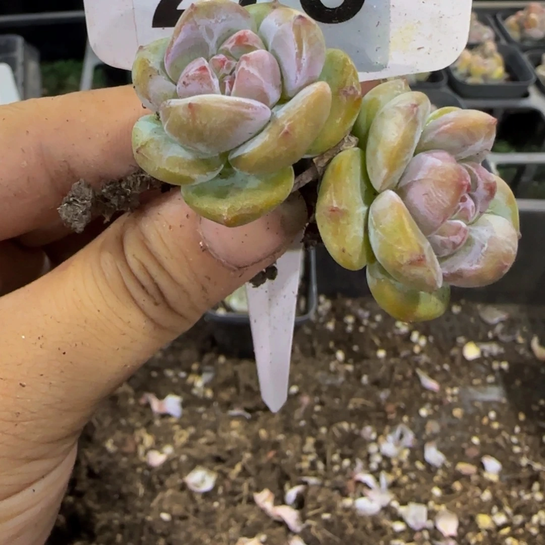 0***1278 号一物一拍特价