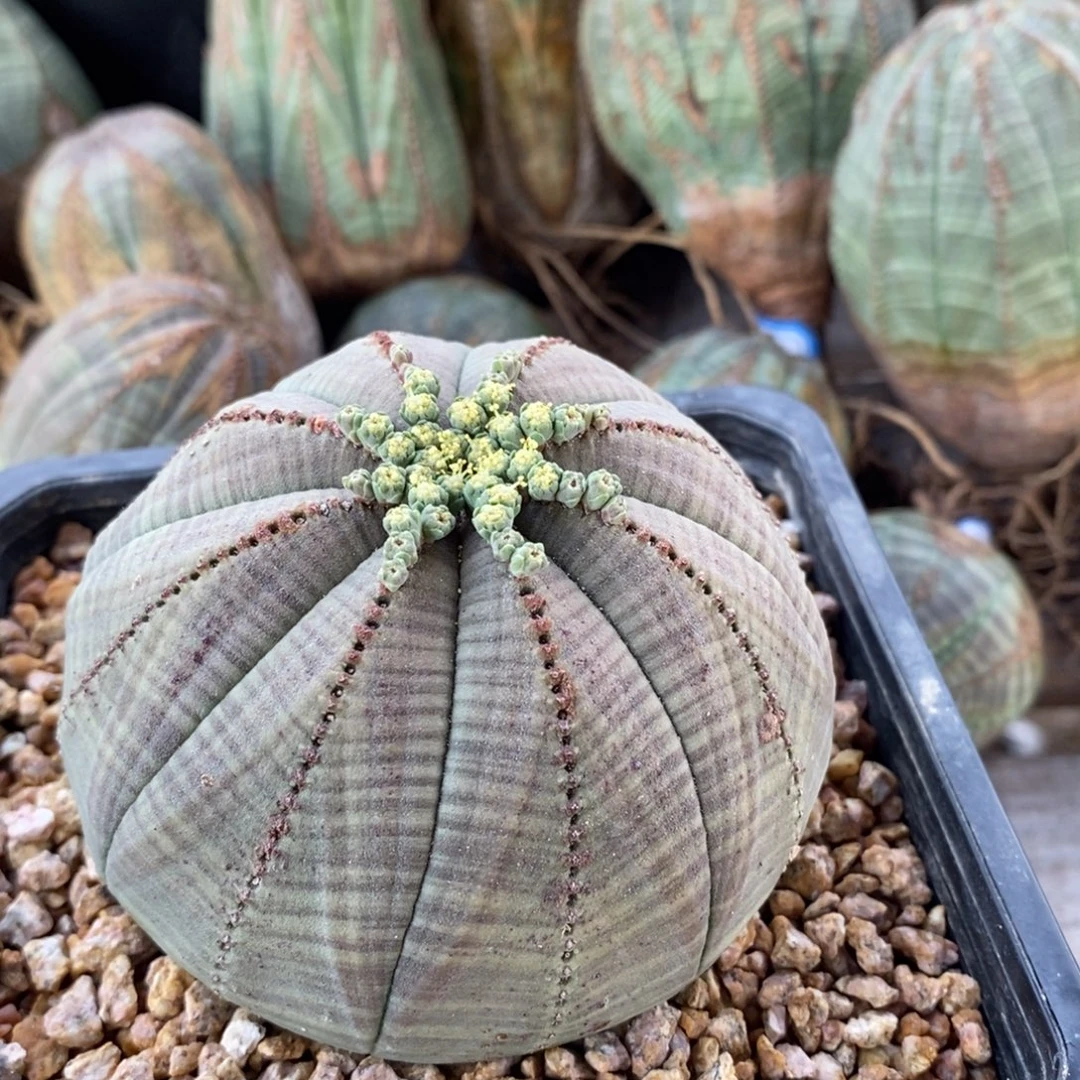 欧系实生布纹球多肉植物