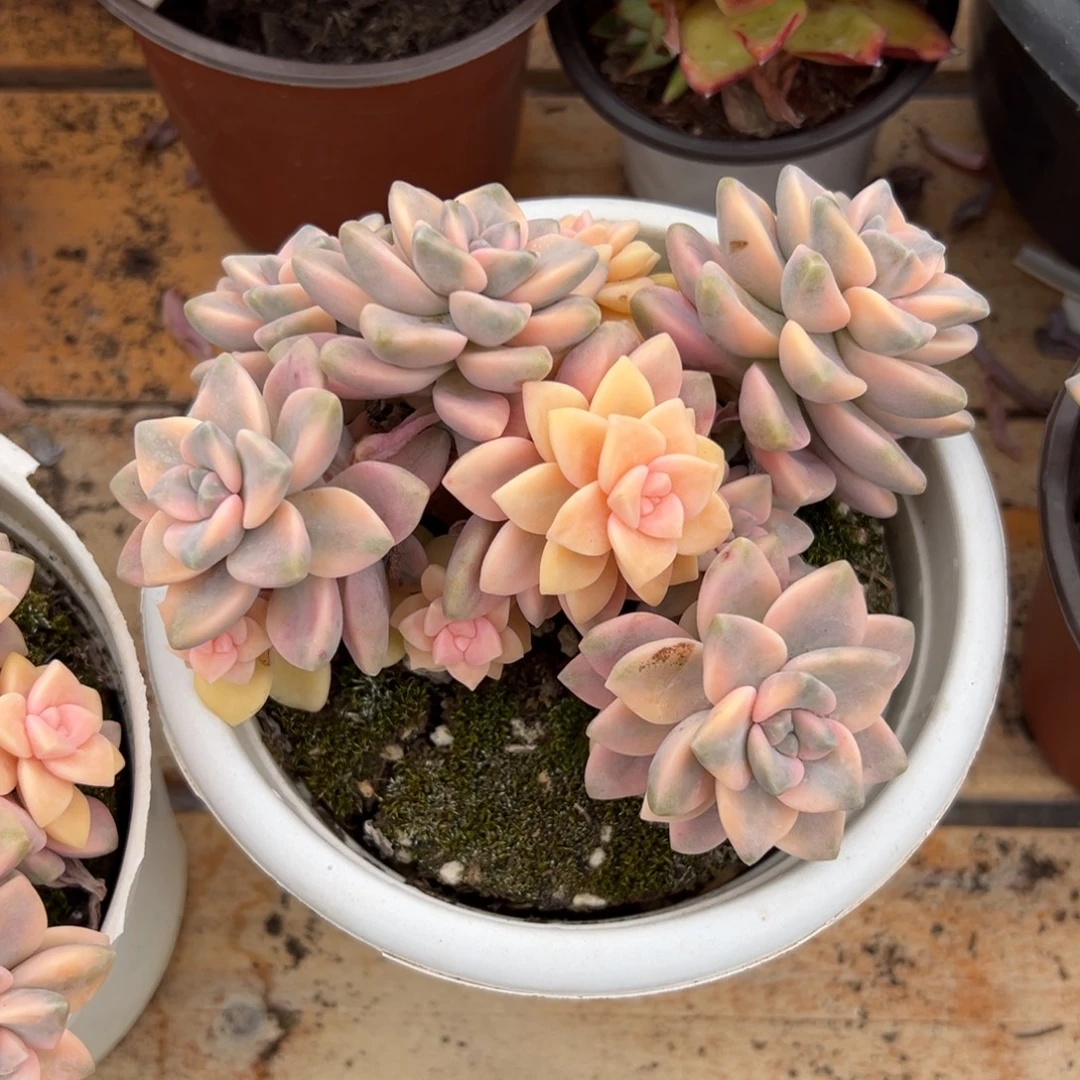 多肉美杏锦【非偏远地区满18包邮】