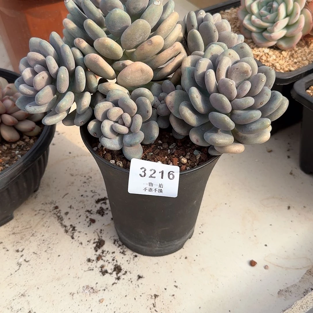 小**?3216号月美人多肉