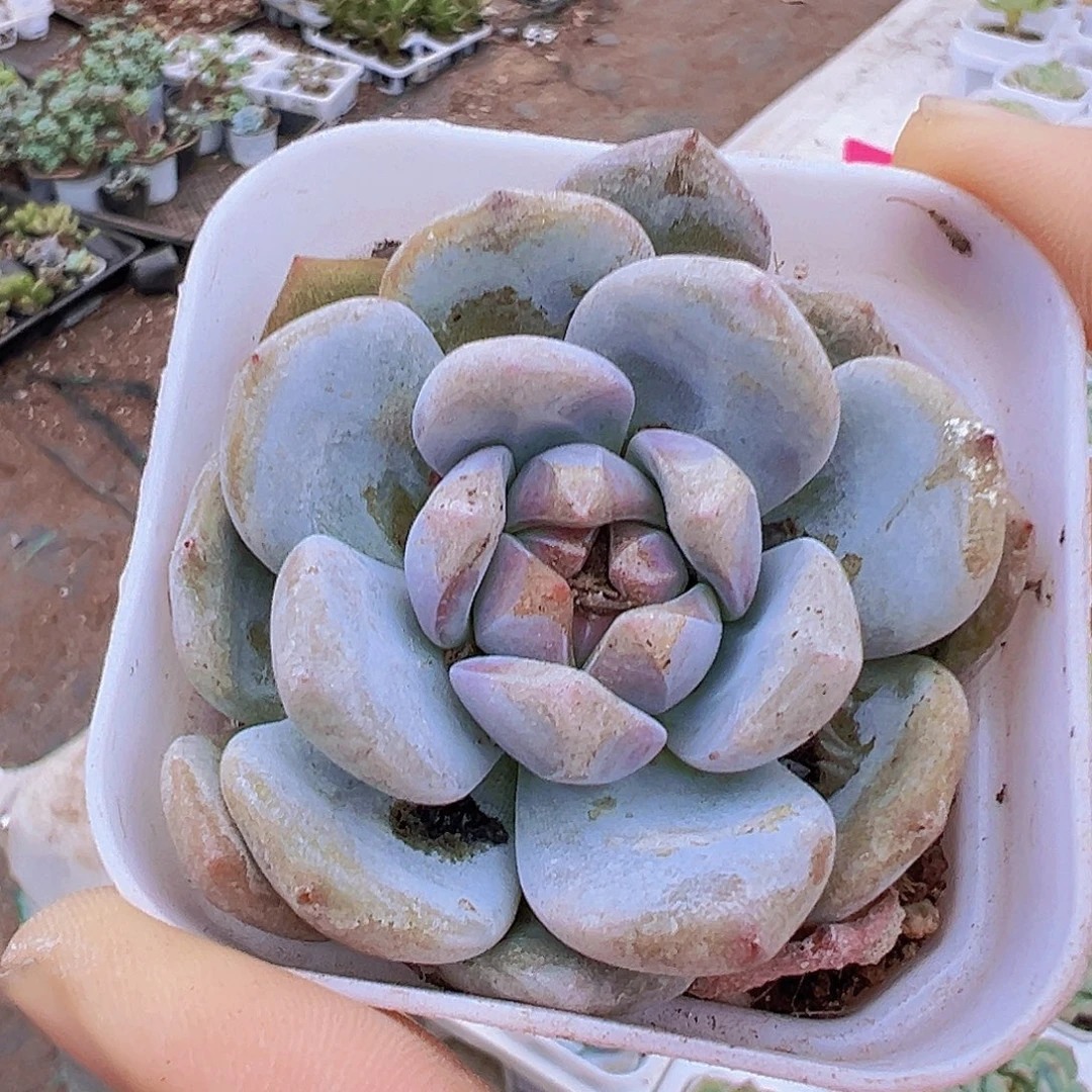 单头星影19包邮多肉