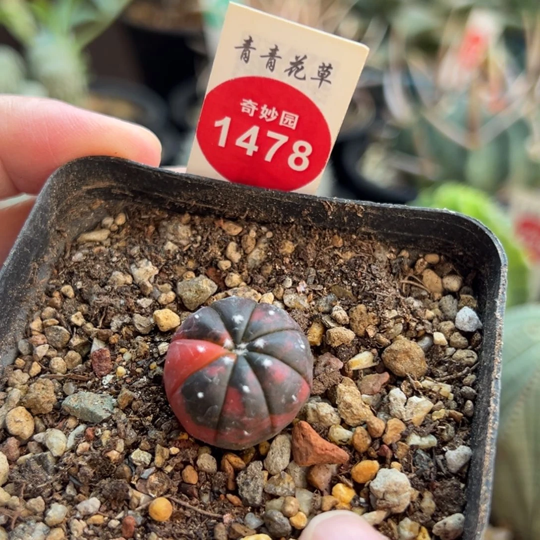 实生花斑红兜锦一棵