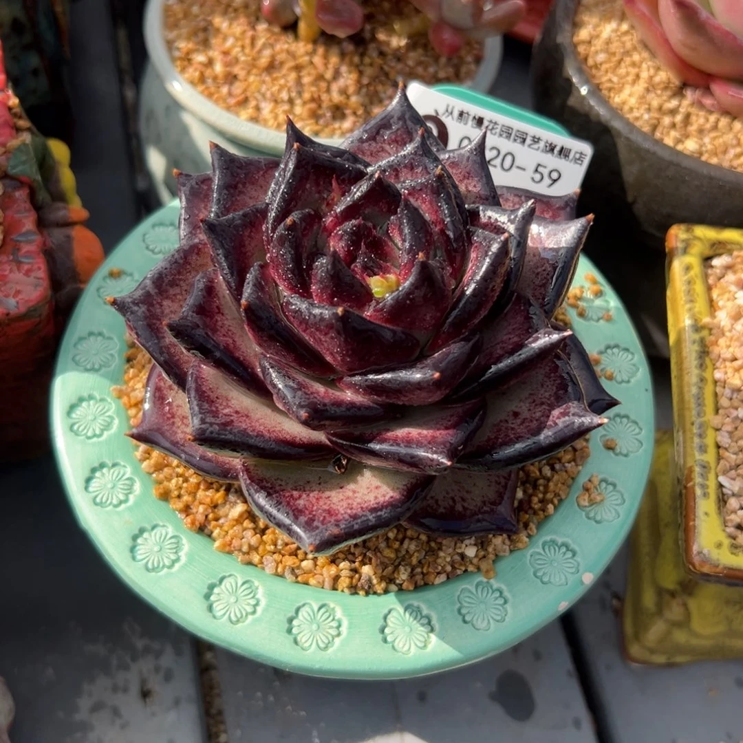 多肉一物一拍0220-59