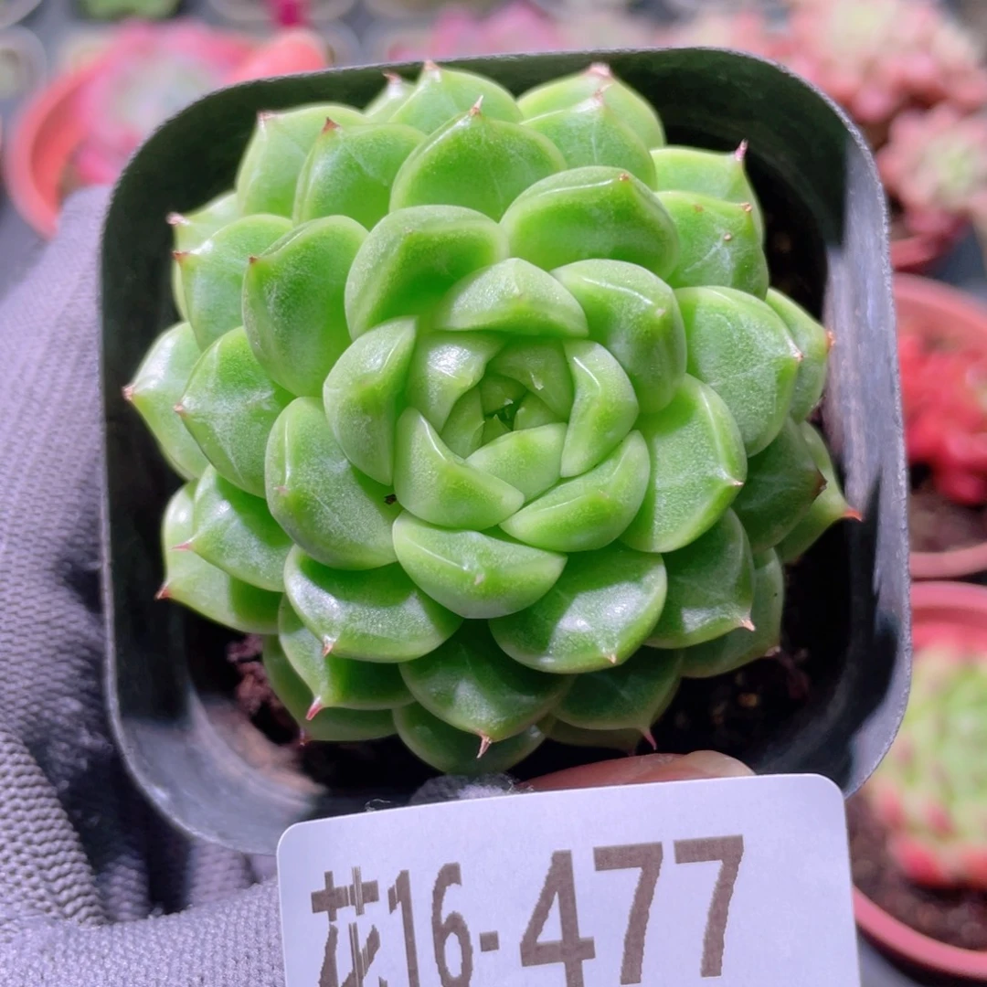 花利美16-477海王