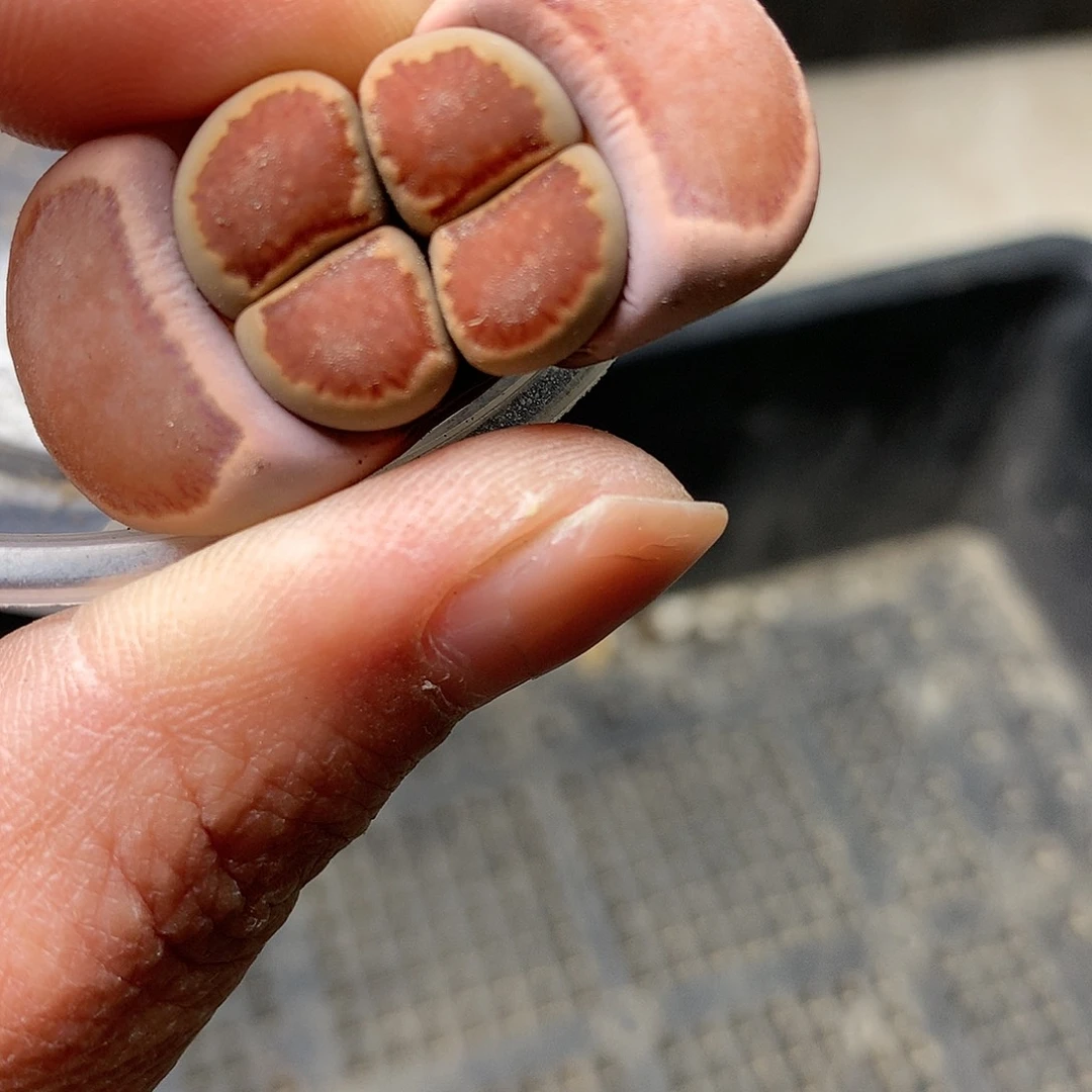 E338多肉植物保护研究所