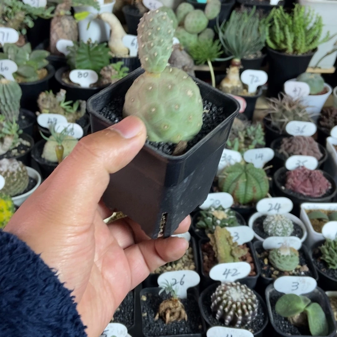 双头习志野一物一拍