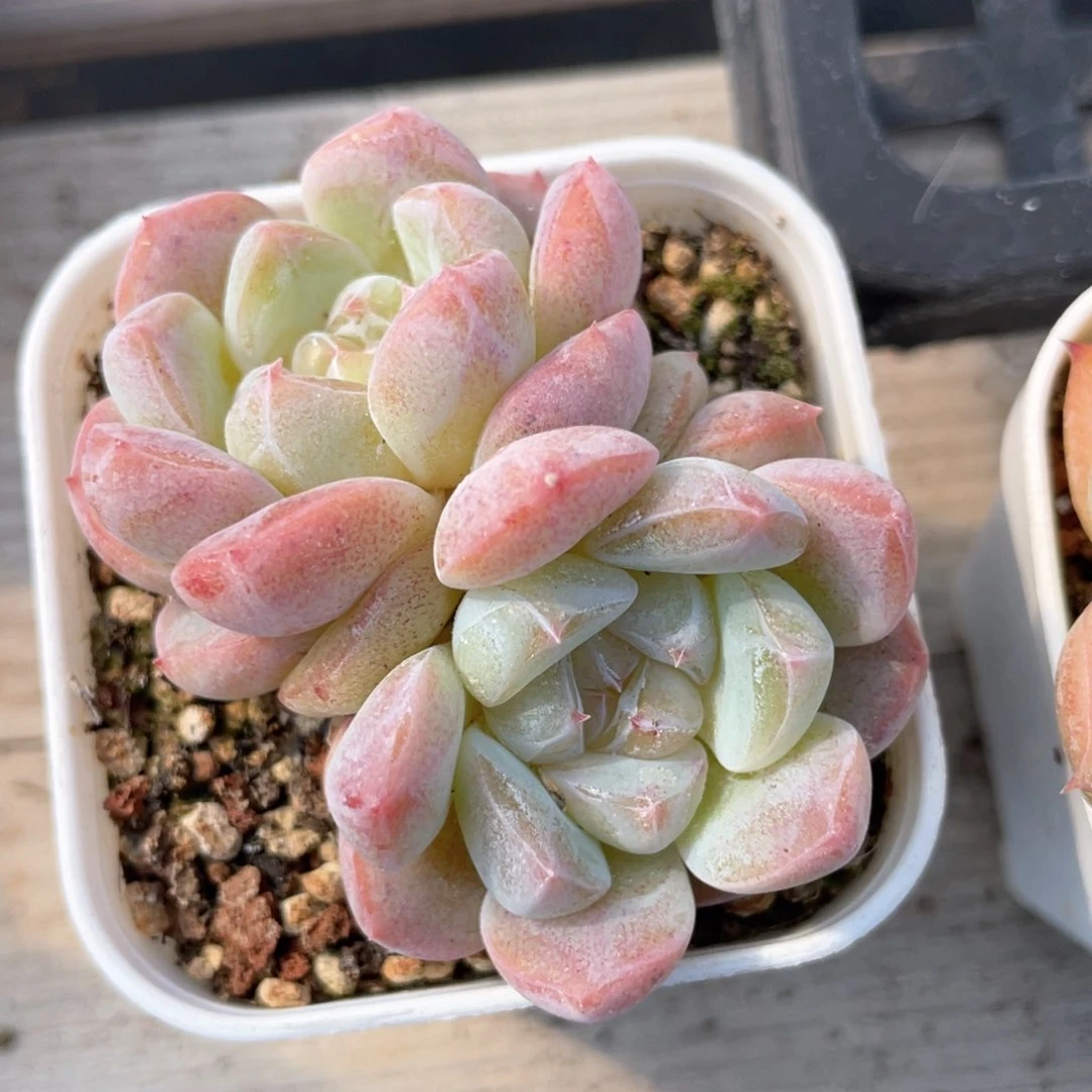 优选珍妮福利1172