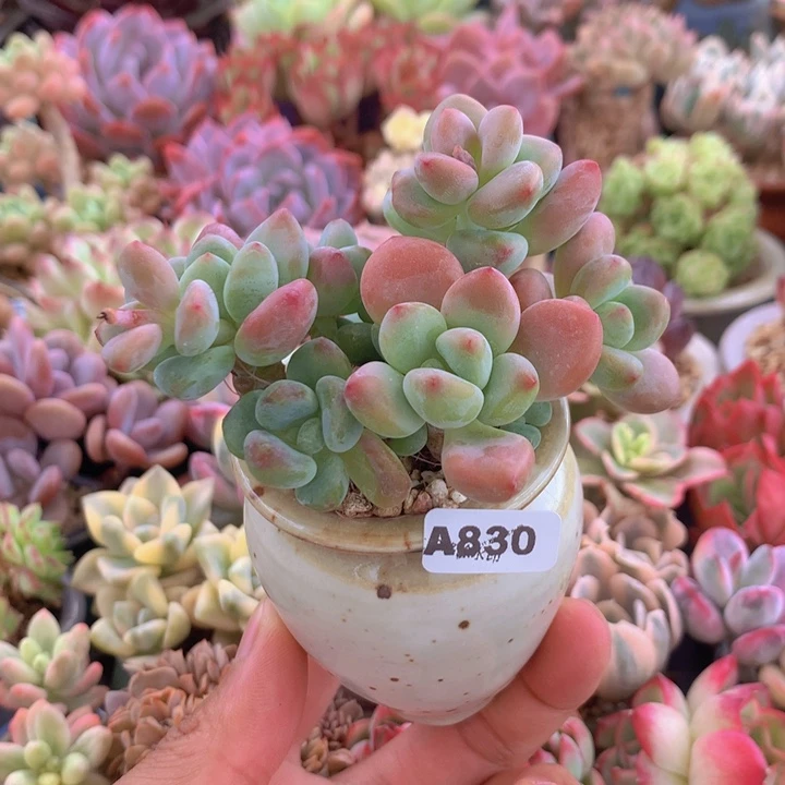 一物一拍含盆土满38包邮A830
