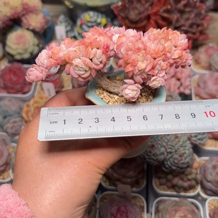 s****y282 多肉植物组合