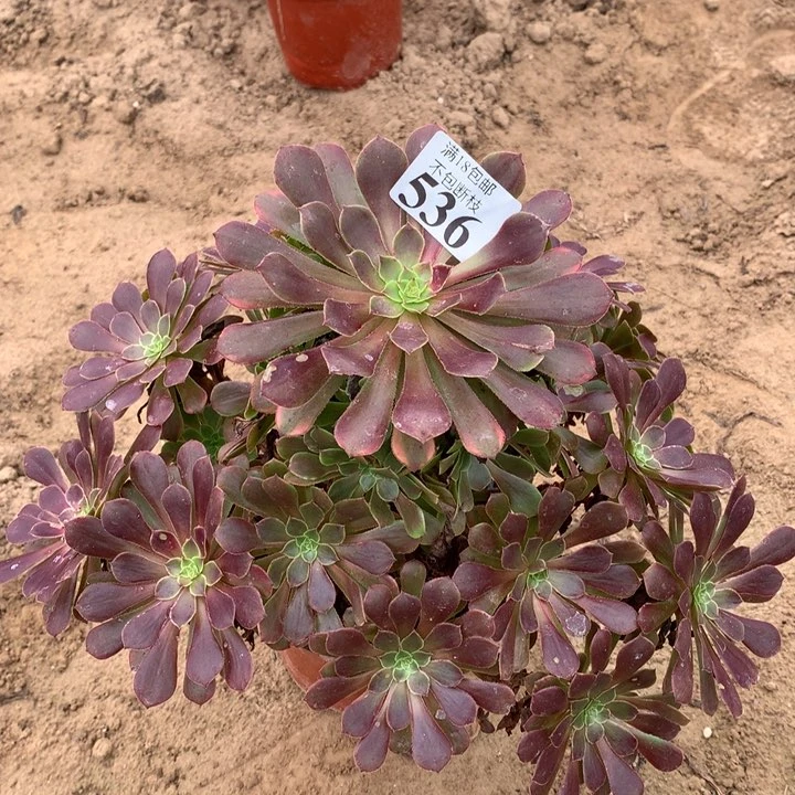 536铜壶变异大手捧2