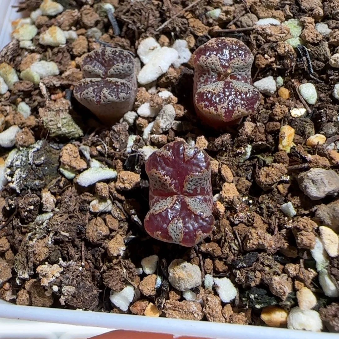 肉锥多肉植物组合-蝴蝶一盆644