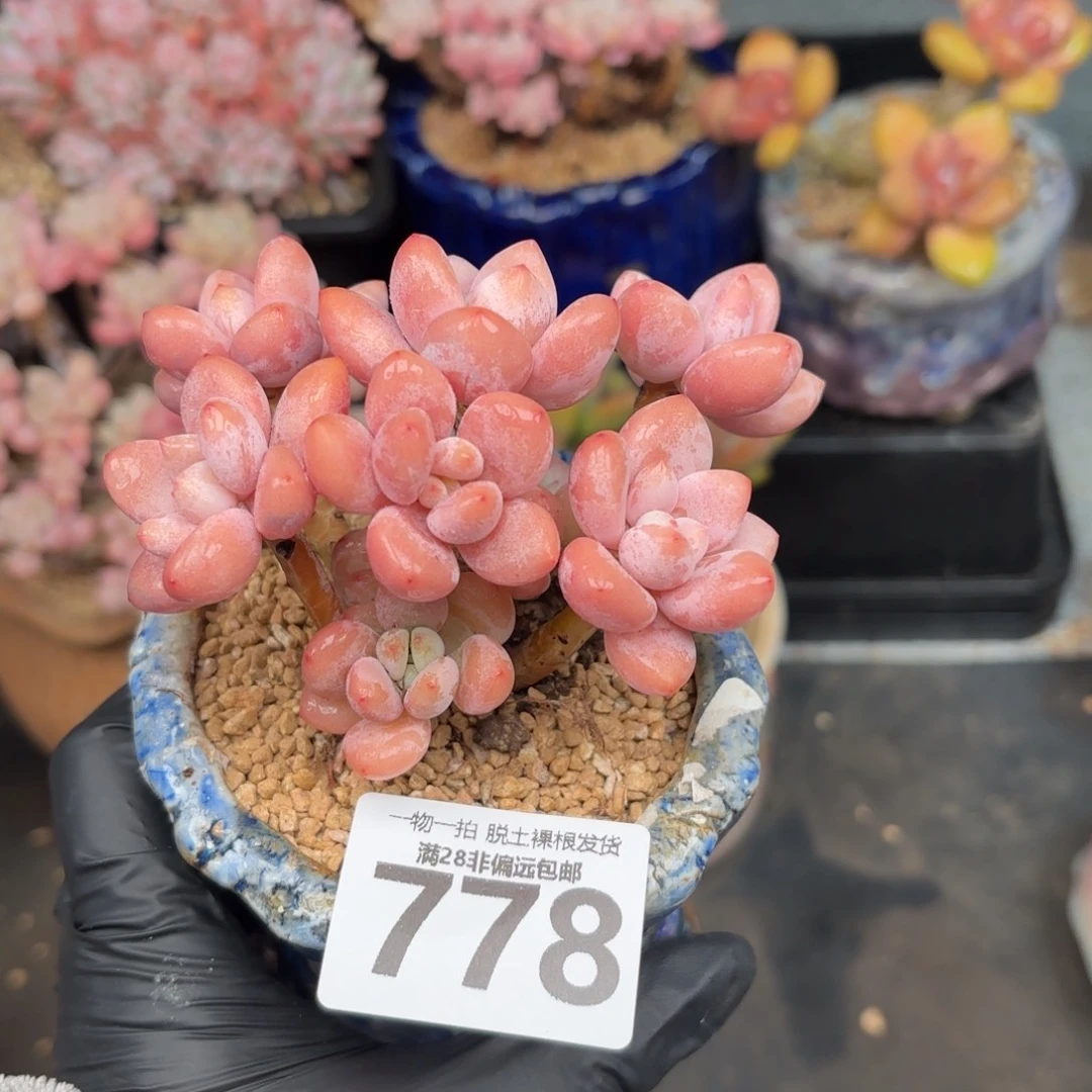 樱花洛神无盆土发货