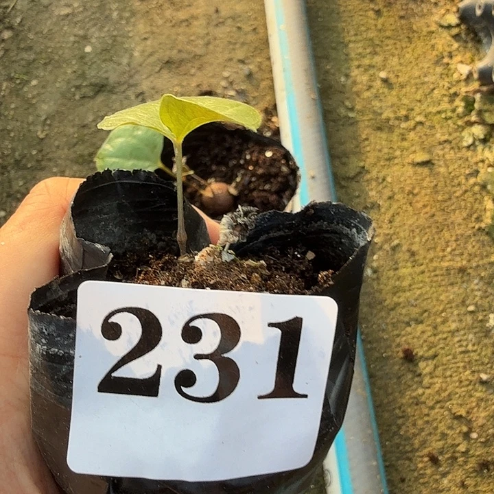 用***1小龟甲龙一物一拍块根多肉不包叶子