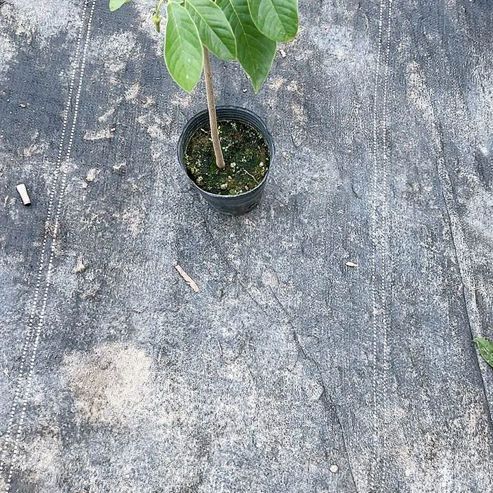 ?**土14556666667777