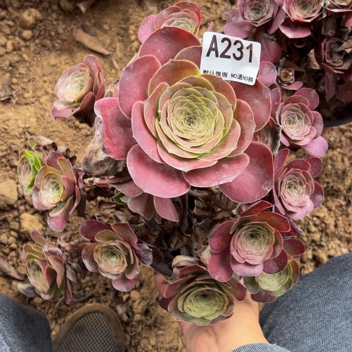 魅金多肉植物231.
