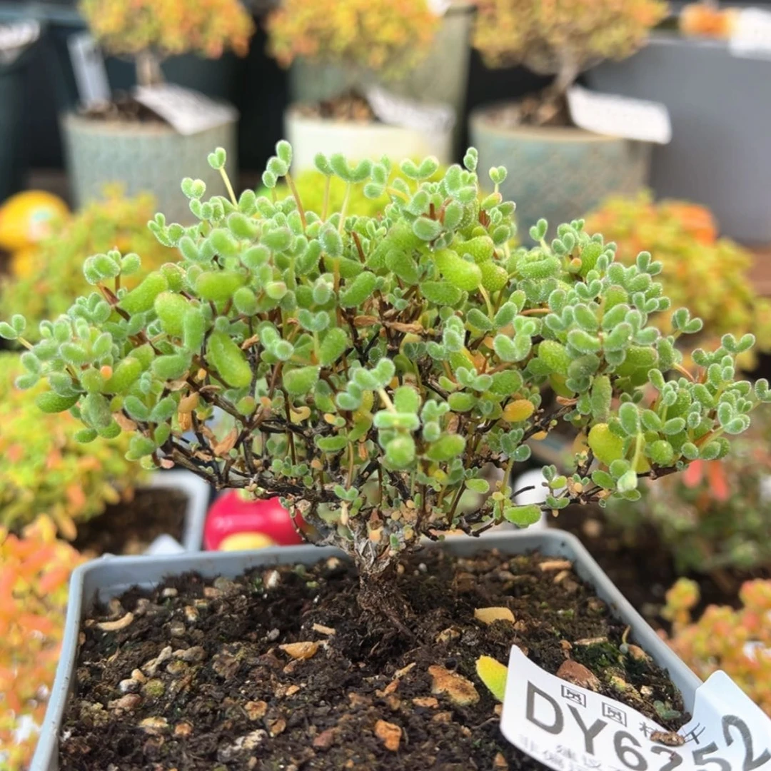 【闪购商品】dy6252翡翠大老桩冠幅10cm