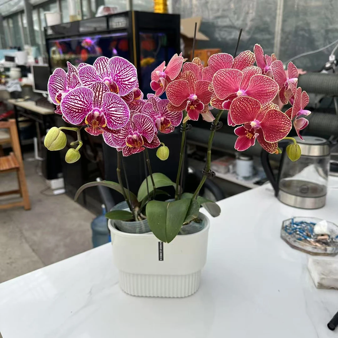 【新疆包邮】金桔+法国斑蝴蝶兰恭喜发财精品蝴蝶兰情人节乔迁