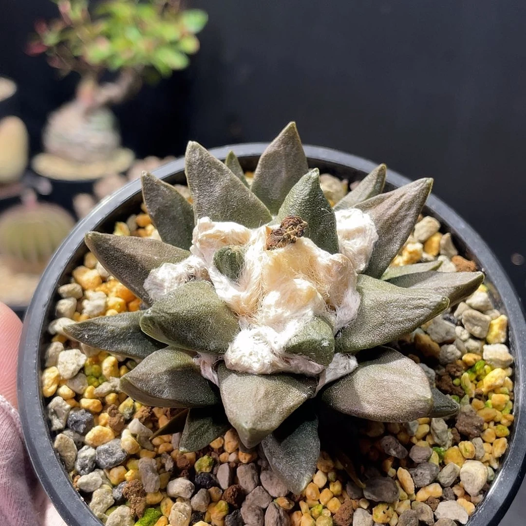 龙角牡丹实生养定