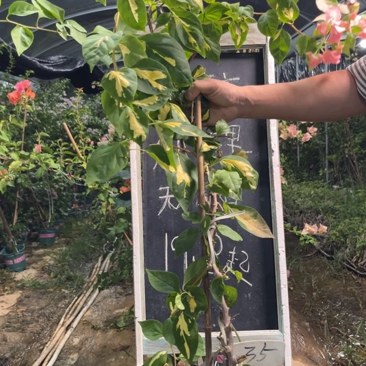 无花朵三角梅三角梅35