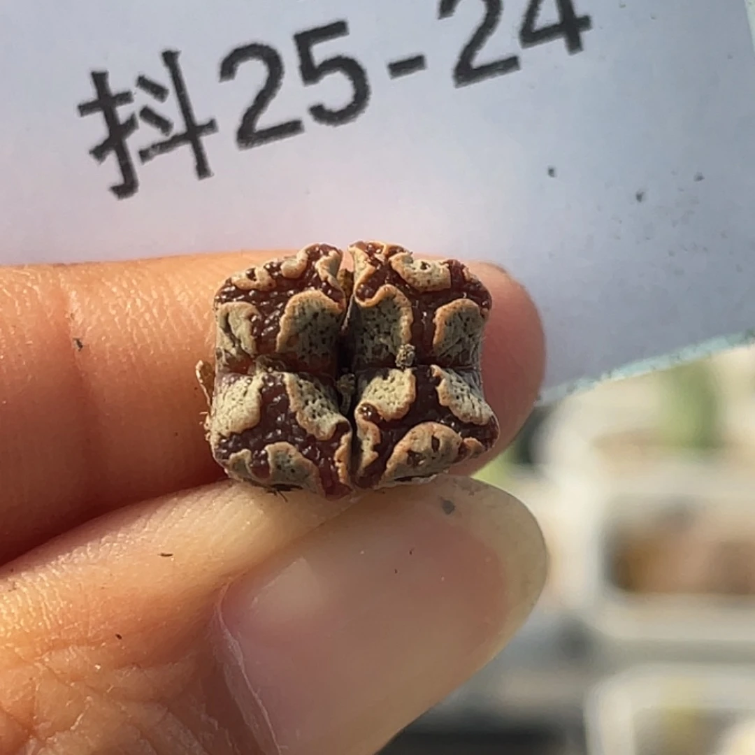 25-24超碟多肉植物
