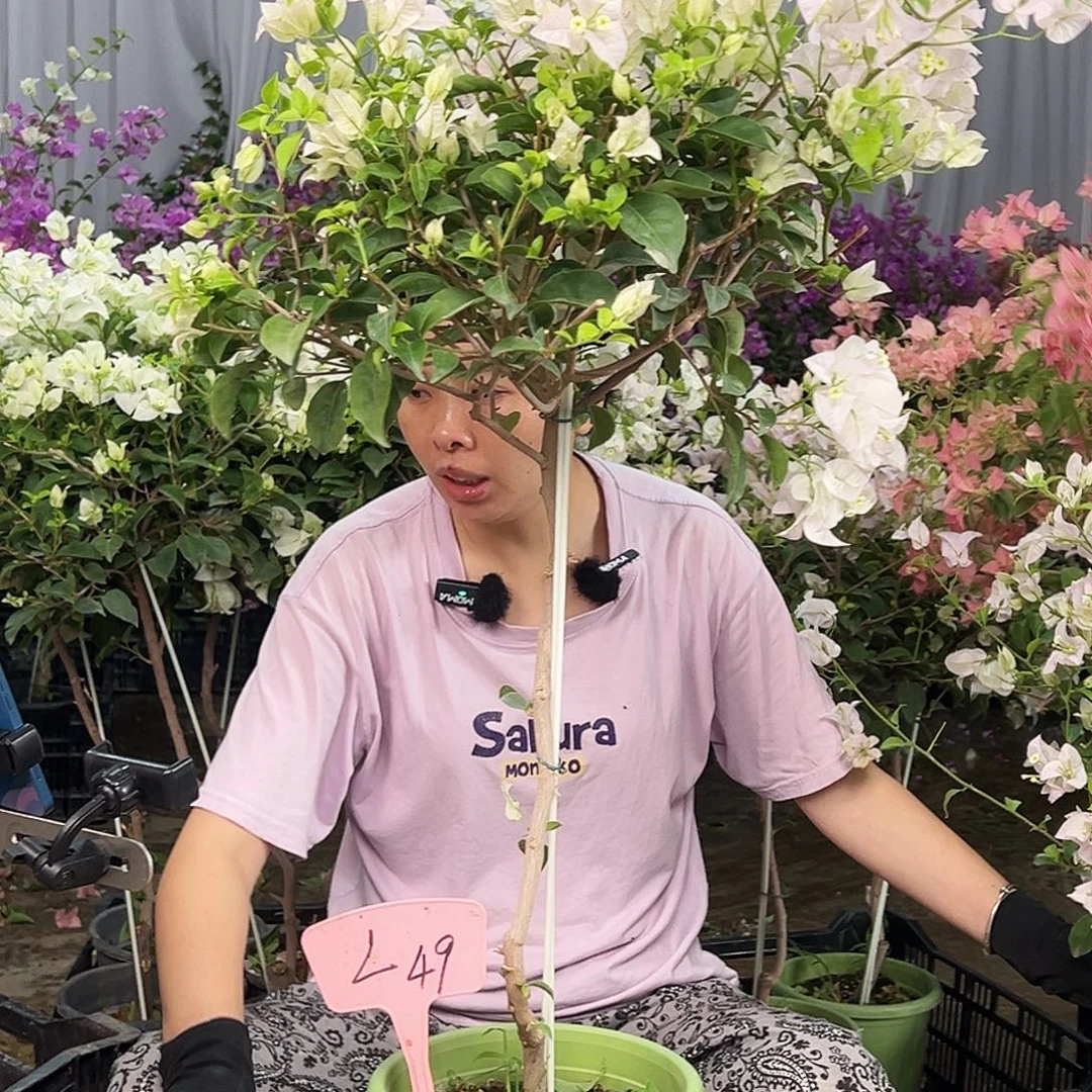 咖***香大部分花苞少量开放L49苹果花