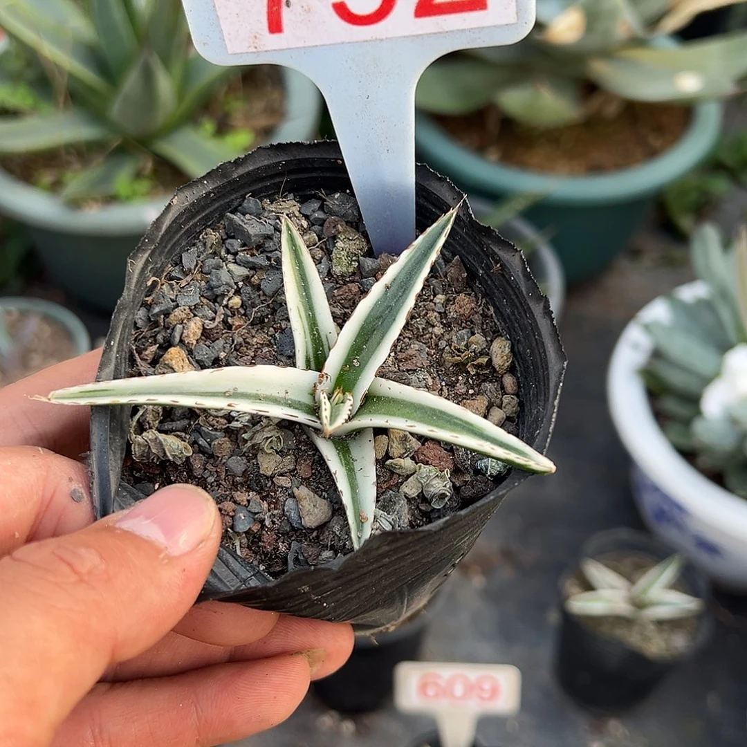 冰山龙舌兰非组培792