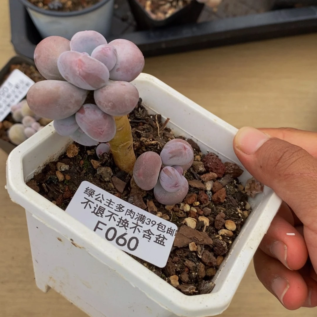 执***着060芭比奶多肉4cm