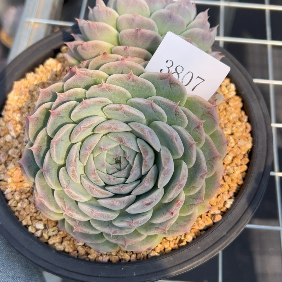 刚****坑3807多肉多多多不包整