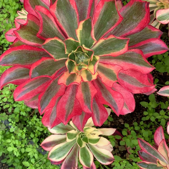 魅影嫁接木质多肉植物