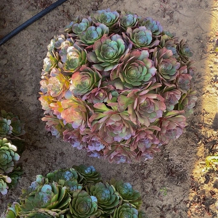 开****》万圣节超大颗一颗多肉