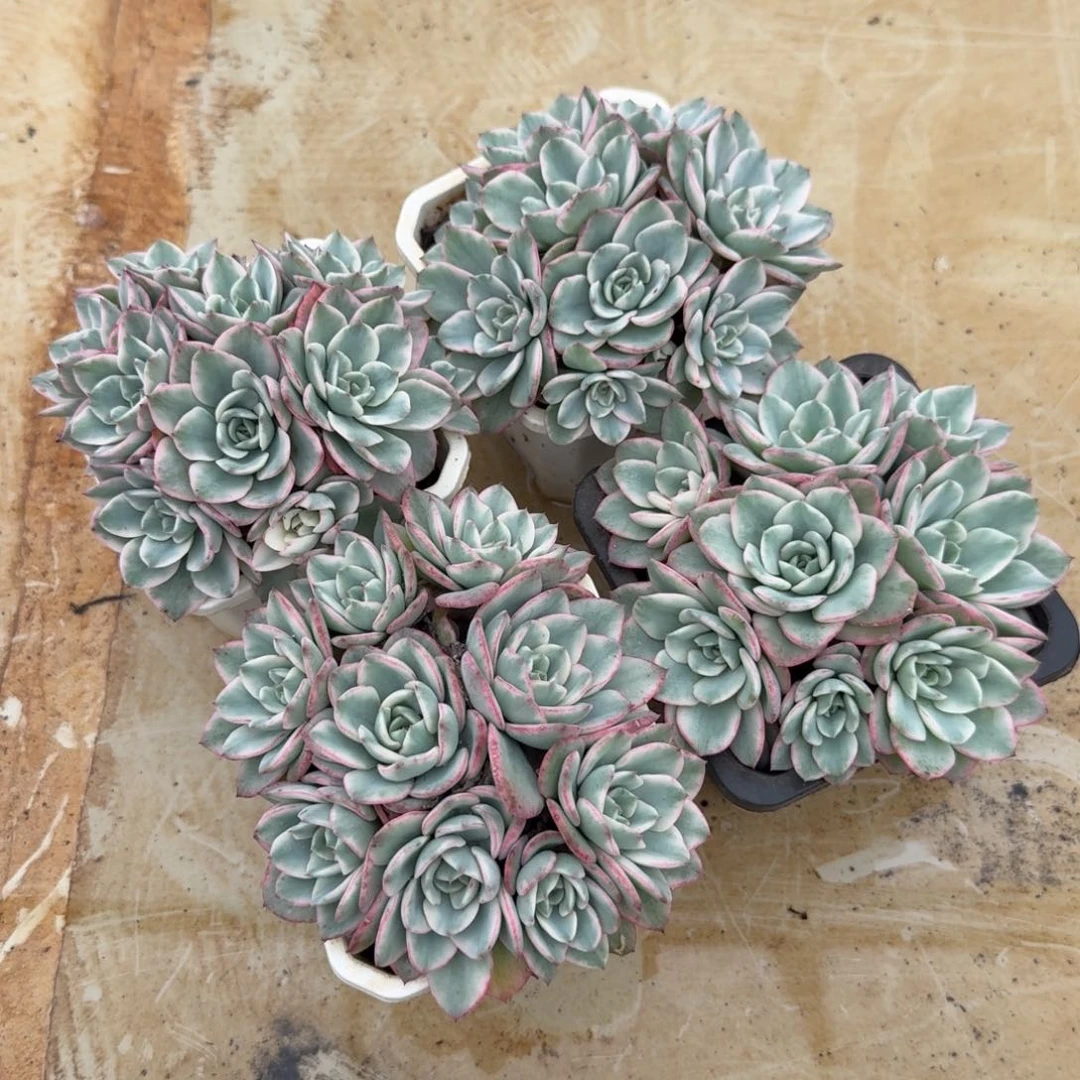 一群的价格奶油黄桃锦