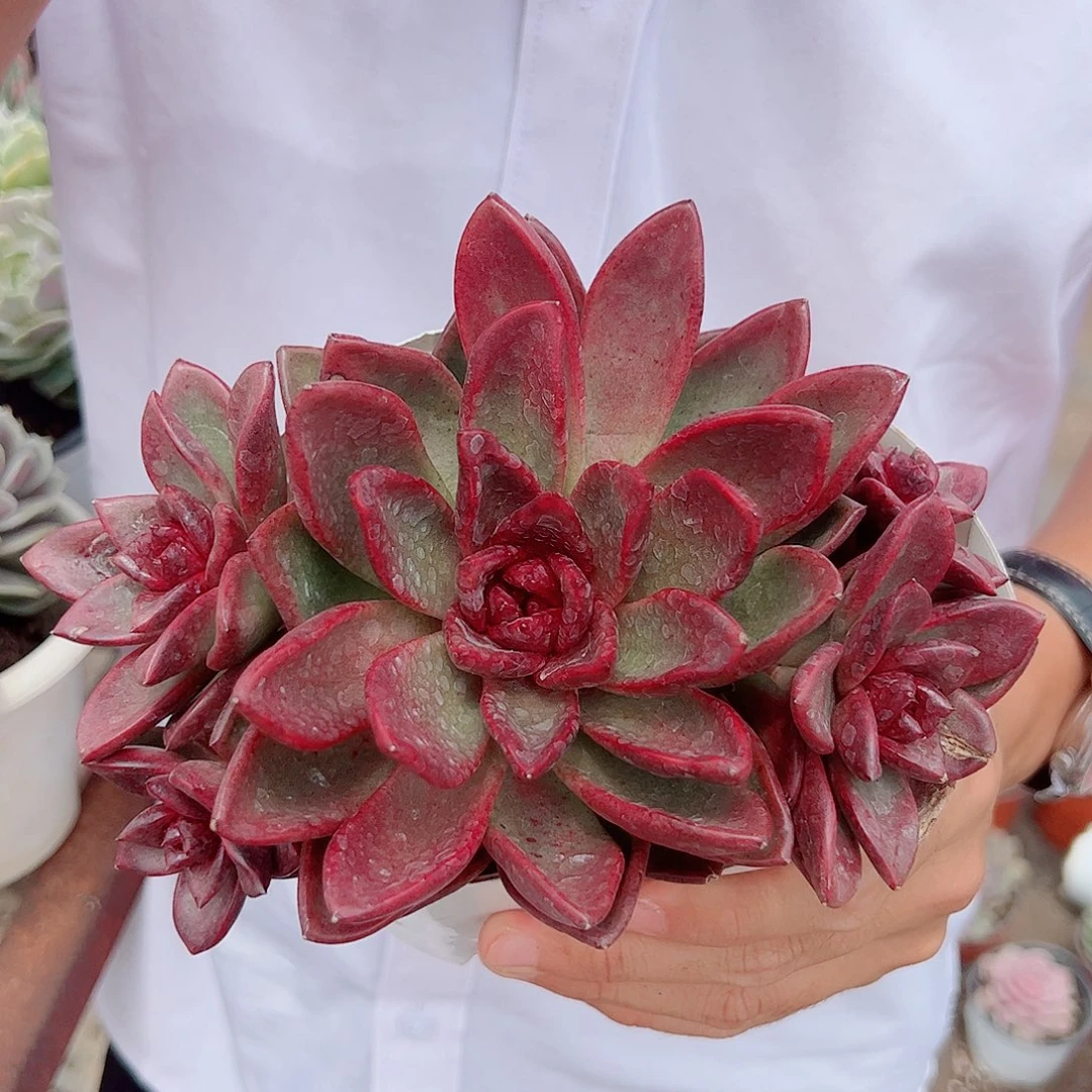 丰沛玫瑰大单头带仔