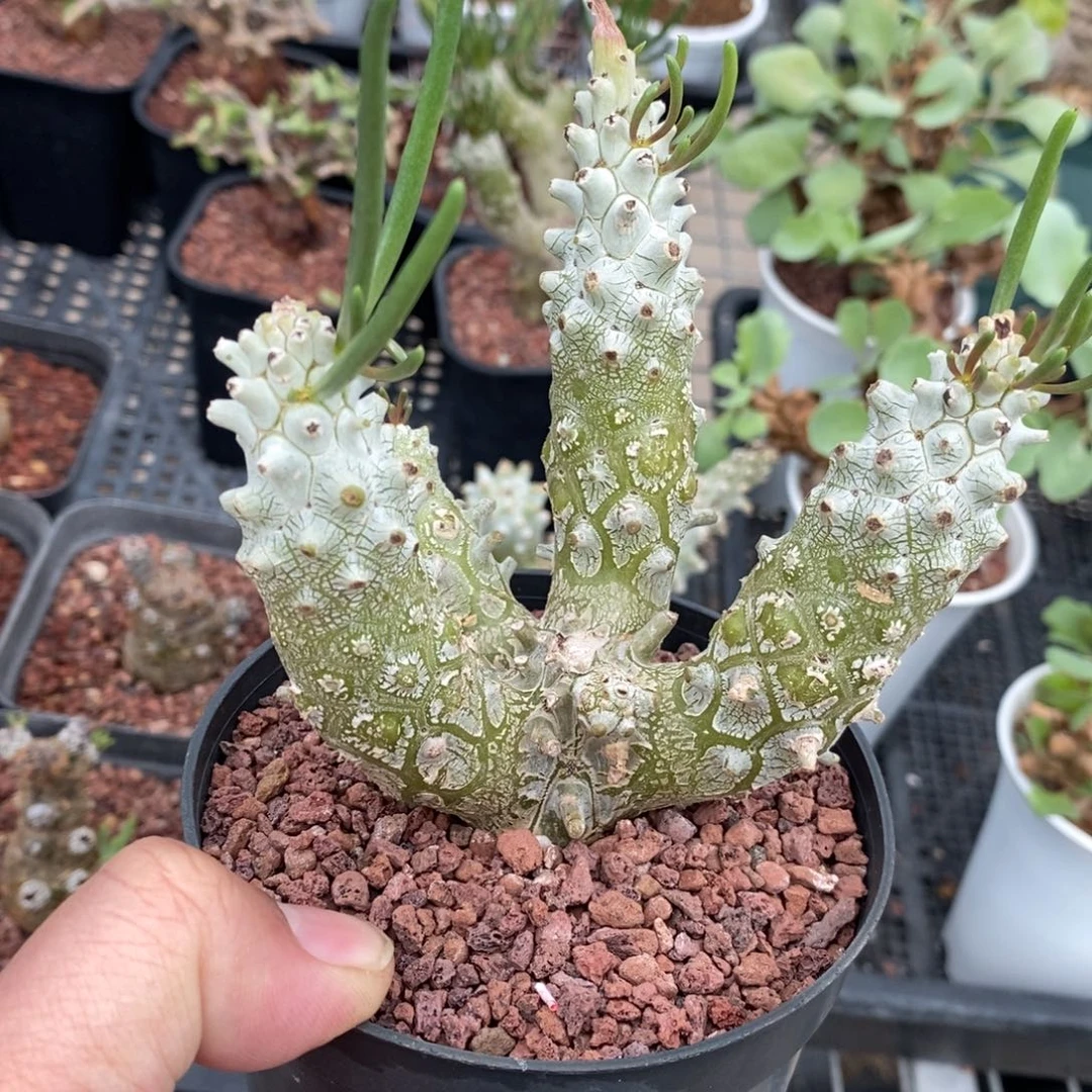 钟馗多肉植物一个多肉